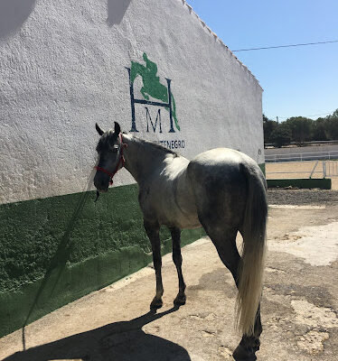 Hipica Montenegro Escuela de Equitacion Madrid