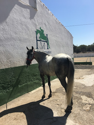 Hipica Montenegro Escuela de Equitacion Madrid