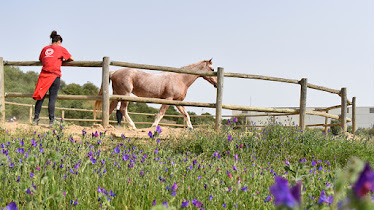 La Herradura Terapias Ecuestres