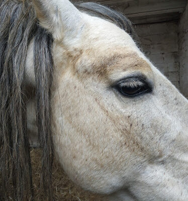 Yeguada Pozanco Sans