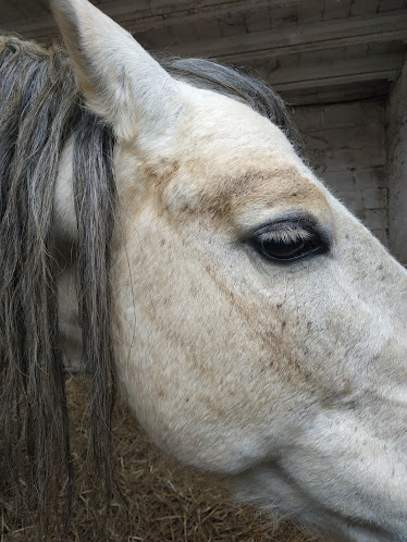 Yeguada Pozanco Sans