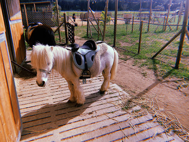 parc pony games chat