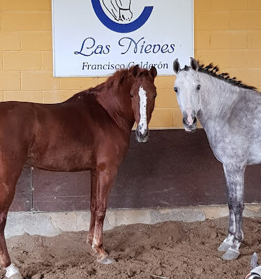 Centro Hipico Las Nieves