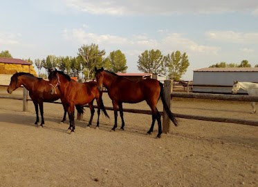Centro Ecuestre Santa Eulalia