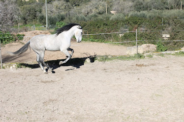 Mallorca Horses