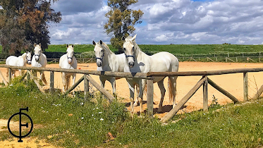 Yeguada Francisco Olivera Terapias Ecuestres