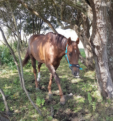 Las Arenas Rural Resort