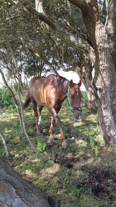 Las Arenas Rural Resort