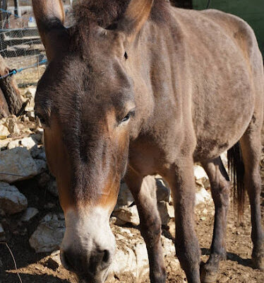 refugio ecoburropark