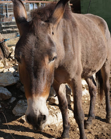 refugio ecoburropark