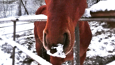 CHCB Club Hipico El Caballo de Bronce