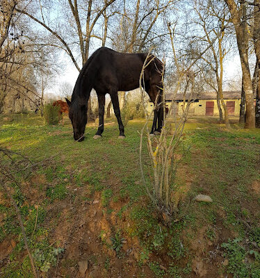 centro hipico caraquiz