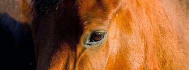 PoniClub Girona La Ponderosa