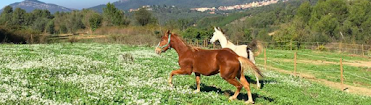 Hipica La Vinya Centre d activitats equestres