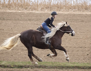 Good Vibes Equitacion Tienda hipica online Monturas para doma natural Distribuidor de Barefoot para caballos y Red Horse