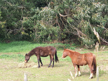 Centro Hipico Itsaslur