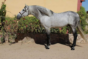 Centro Ecuestre Las Casillas