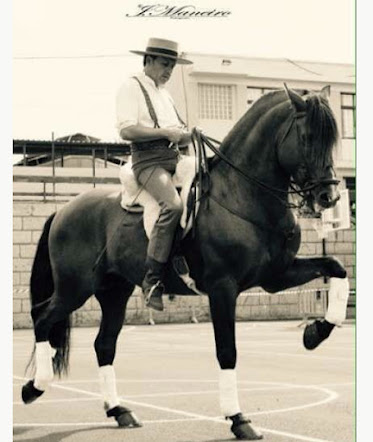 Hipica Cuadras El Medano Centro hipico Horse riding Reitausfluge