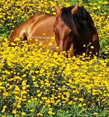 HIPICA A D A KATANGA