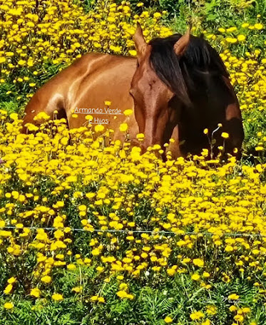 HIPICA A D A KATANGA