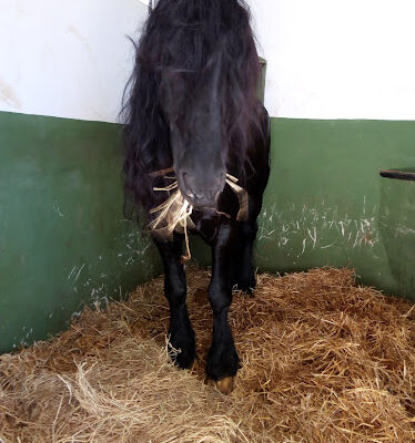 Centre d equitacio Peluca