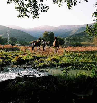 Picadero Los Pilones