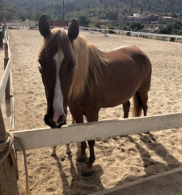 CLUB HIPIC Sol Solet