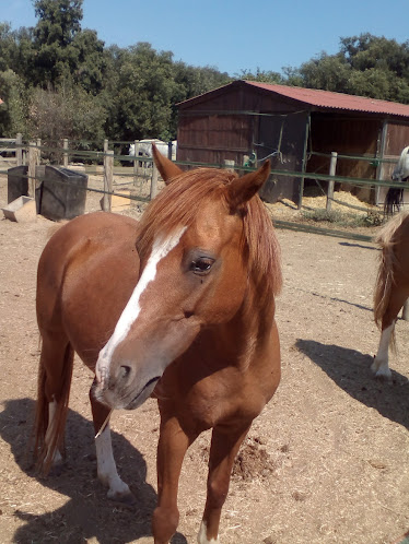Hipica Can Vila