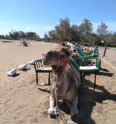 Maspalomas Dunes dromedary