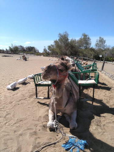 Maspalomas Dunes dromedary