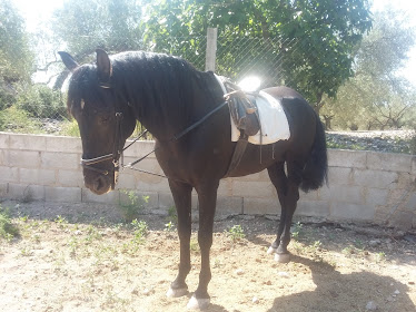 YEGUADA DELERA PURA RAZA ESPAÑOLA