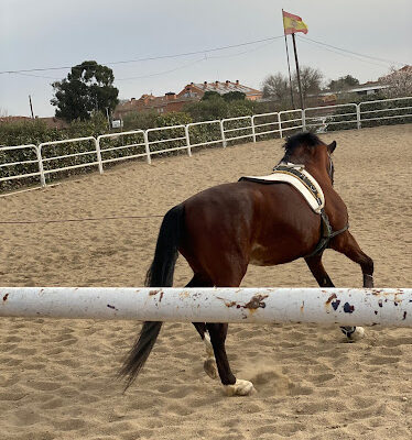 Amigos Del Caballo De Griñon