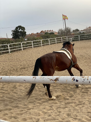 Amigos Del Caballo De Griñon