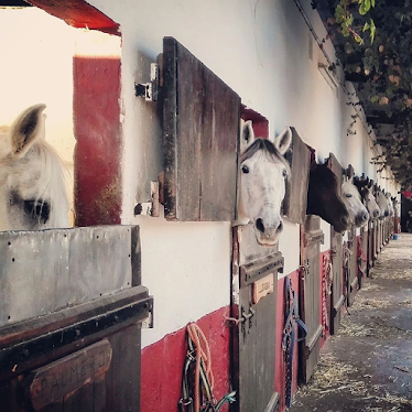 Club Ecuestre Catarroja – Montar a Caballo en Valencia – Pupilaje de Caballos en Valencia