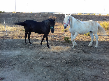 centro hipico la granja