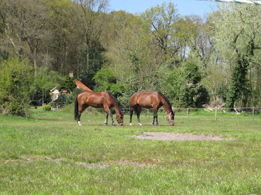 La tribu de caballos