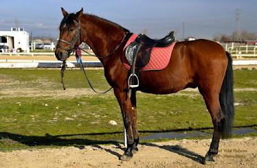 Riding school Sibaris