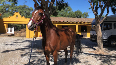 Horses Marbella