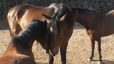 Horse and pony riding Reiten Rutas y paseos a caballo y poni Savvy Tenerife