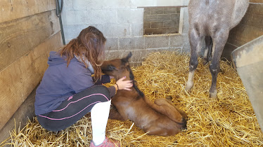Hipic Maver Sant Vicen de Torello