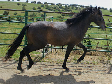 Yeguada Se orio de Jalama