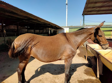 Club Hipico villa Carmela y Lolo