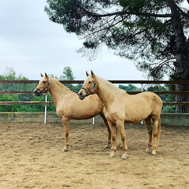 EL MAS DELS CAVALLS Matadepera – Terrassa – Sabadell CLASSES – RUTES – PUPILLATGE