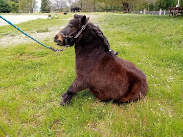 Centro Ecuestre Piaffe