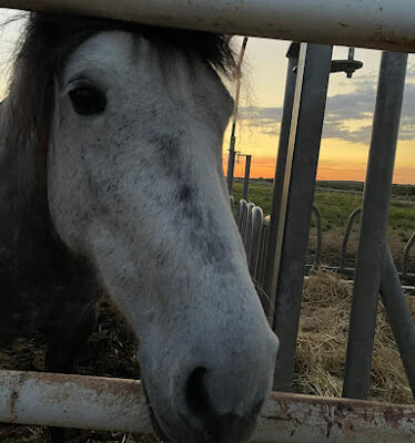 YEGUADA EL AZAFRANAR