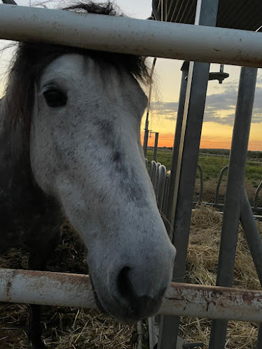 YEGUADA EL AZAFRANAR
