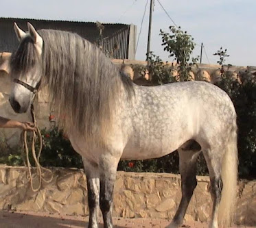 Club Ecuestre El Cortijo