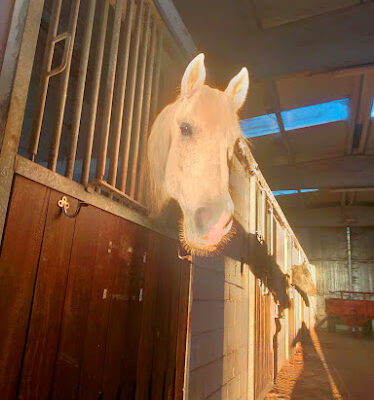 Centro ecuestre Equus Ourense