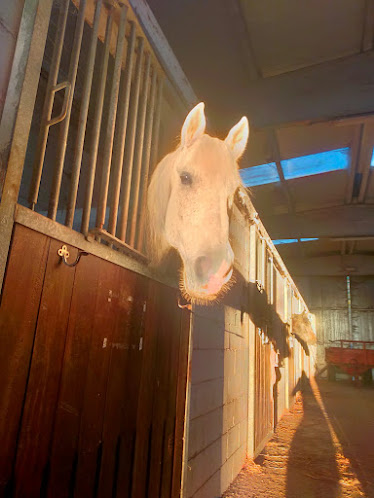 Centro ecuestre Equus Ourense