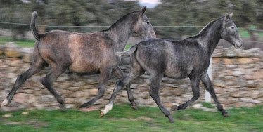 Yeguada Vega Castillo